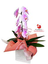 Cargar imagen en el visor de la galería, ORQUIDEA CASCADA "VIDA DE MI VIDA"