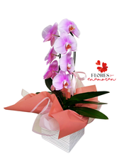 Cargar imagen en el visor de la galería, ORQUIDEA CASCADA "VIDA DE MI VIDA"
