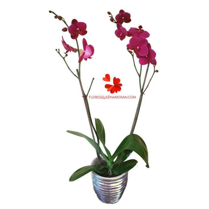 ORQUÍDEA DOBLE 
